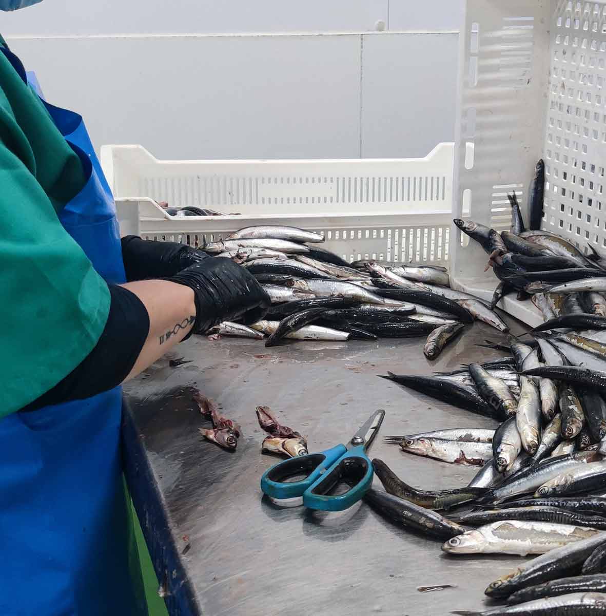 Artesano fileteando bocarte