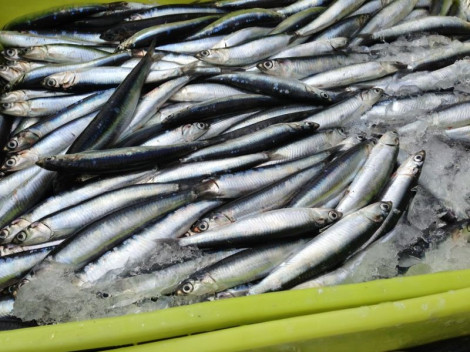 BOQUERON EN VINAGRE DE MANZANA